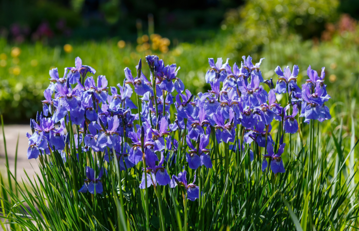 Niebieski irys syberyjski w wiosennym ogrodzie. Grupa kwitnących irys&oacute;w syberyjskich (iris sibirica) w ogrodzie
