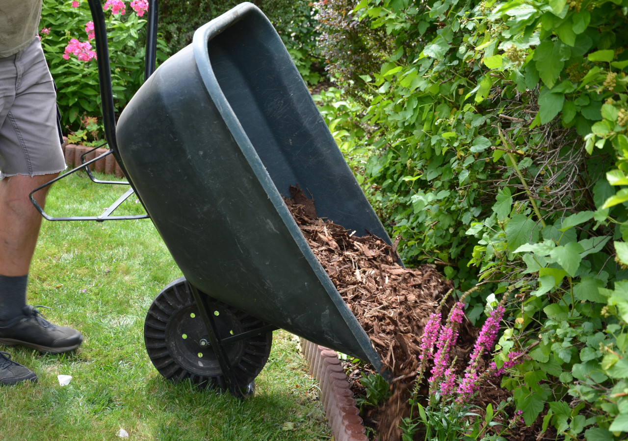 Ogrodnik wysypuje korę ogrodową z taczki na rabatę wzdłuż żywopłotu z krzew&oacute;w