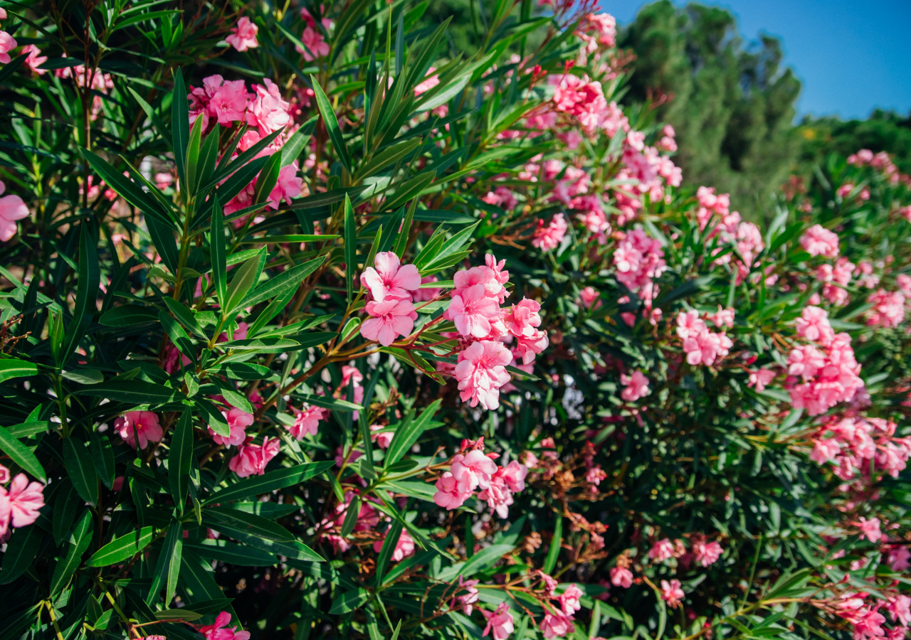 Kwitnący krzew oleandra z r&oacute;żowymi kwiatami na tle zieleni i błękitnego nieba