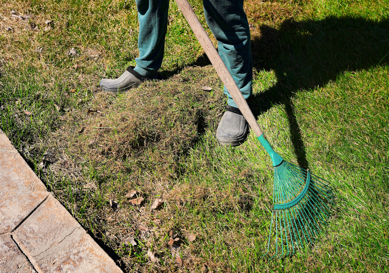 Osoba grabiąca zniszczony fragment trawnika, usuwająca suchą darń przy krawędzi ścieżki ogrodowej