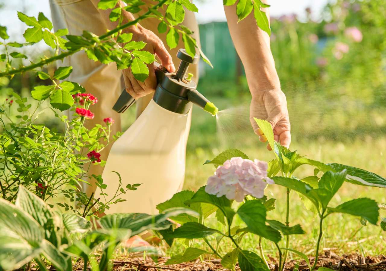 Osoba podlewa rośliny w ogrodzie za pomocą ręcznego spryskiwacza, na pierwszym planie hortensja i młode pędy kwiatów