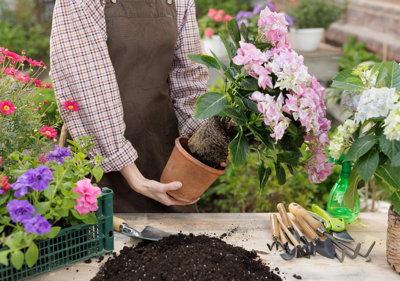 Osoba w fartuchu ogrodniczym wyciąga hortensję o r&oacute;żowych kwiatach z doniczki, przygotowując ją do przesadzenia.