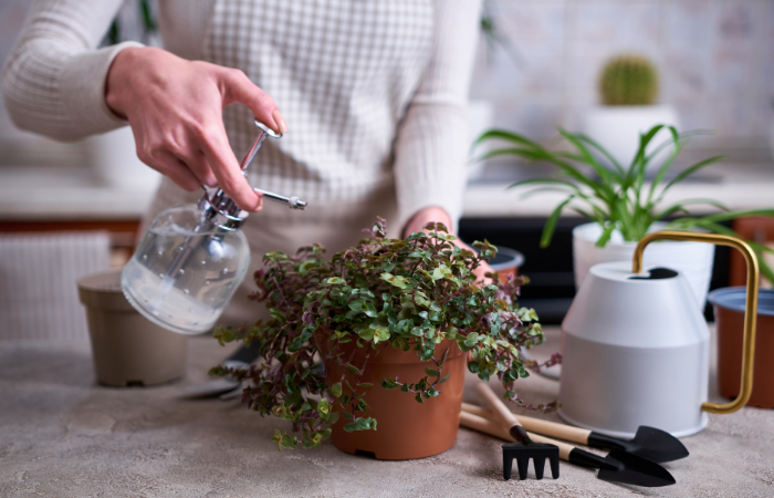 kobieta podlewająca konewką roślinę w doniczce