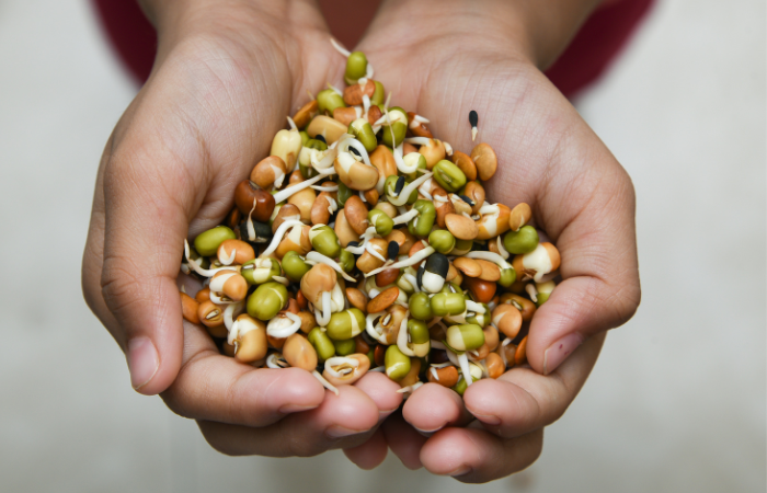 Mieszane kiełki nasion do wysiania w ogrodzie