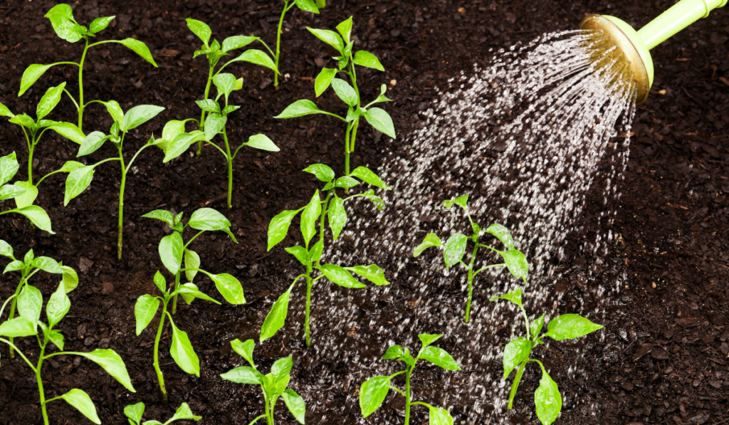 Podlewanie wschodzących arbuz&oacute;w