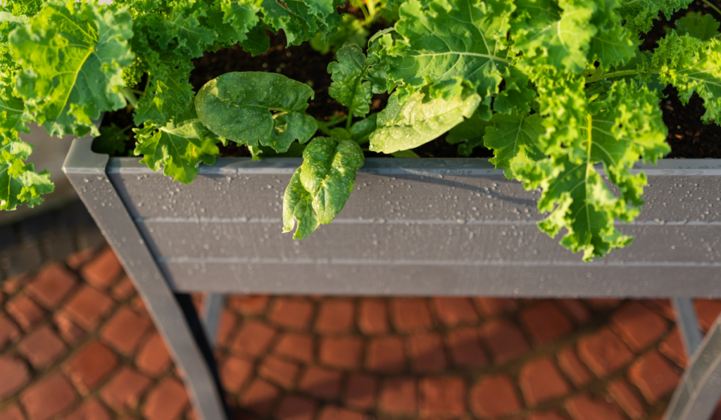 Szara donica z zielonymi roślinami