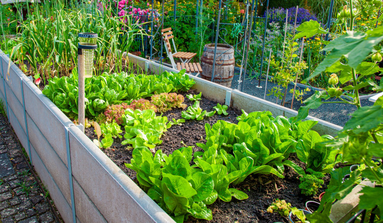 Podwyższane grządki w drewnianych donicach w ogrodzie