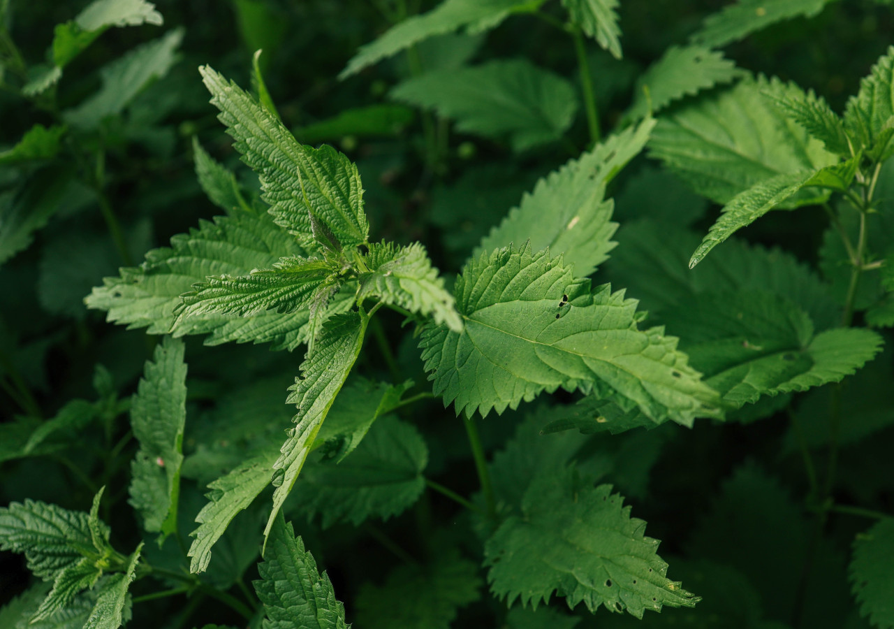 Pokrzywa w ogrodzie - zdjęcie z bliska