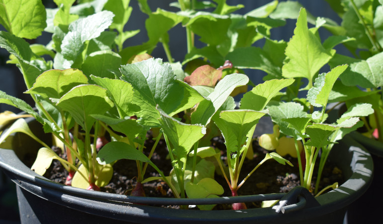 Gęsto zasadzone rzodkiewki w czarnej plastikowej donicy