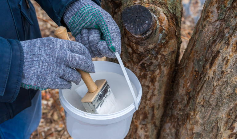 Przygotowana mieszanka do bielenia drzewa w białym wiaderku trzymana przez człowieka