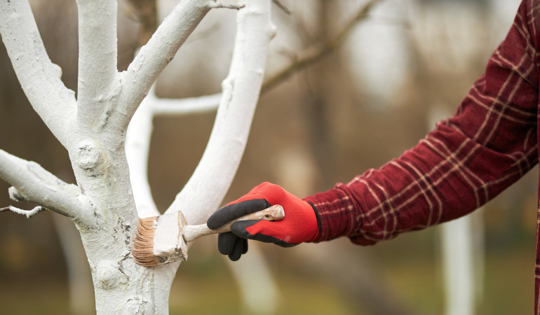 Człowiek rozprowadza wapno koloru białego na powierzchni drzewa