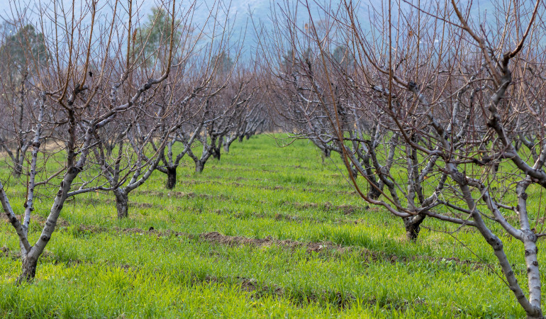 Bezlistne drzewa owocowe w sadzie w porze zimowej 
