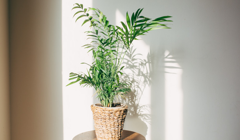 Chamedora wytworna (Chamaedorea elegans) w plecionej osłonce na drewnianym taborecie