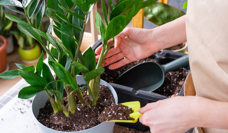 Kobieta wsypuje ziemię do doniczki z zamiokulkasem