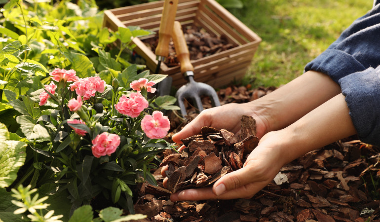 Kobieta ściołkuje r&oacute;żowego kwiata brązową korą, w tle widać narzędzie ogrodnicze oraz skrzynkę