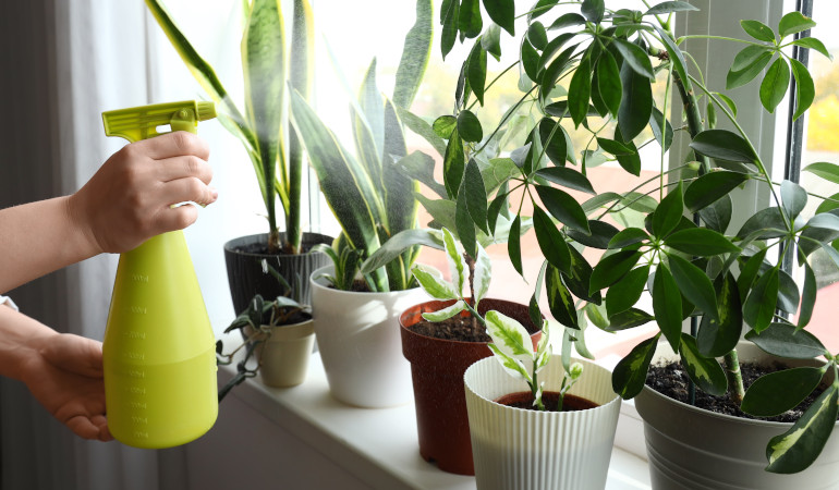 Kobieta spryskuje tropikalne rośliny ustawione na parapecie