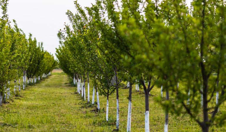 Drzewa pokryte mieszanką wybielającą w sadzie