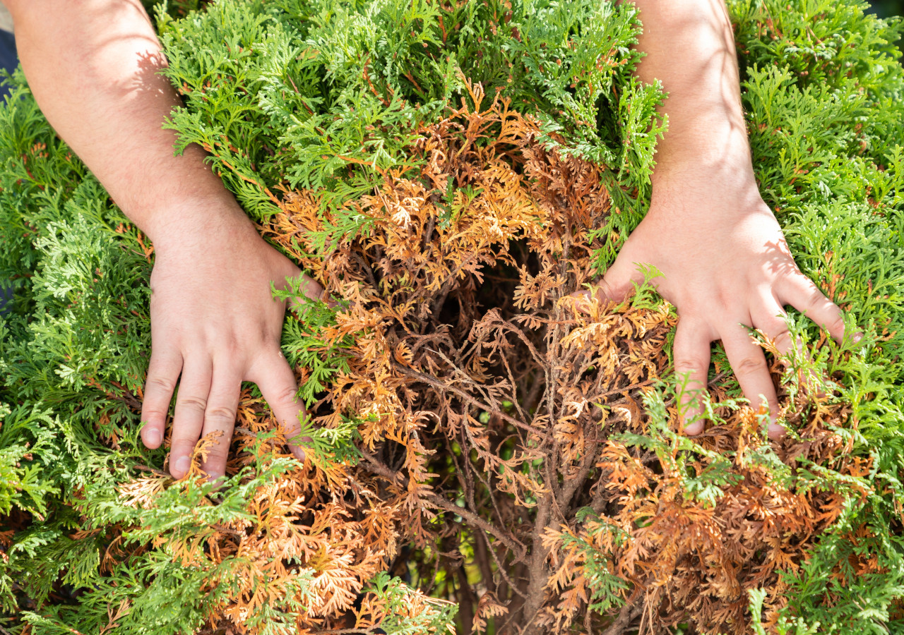 Ręce rozgarniające gałązki tui, ukazujące jej brązowiejące i usychające wnętrze