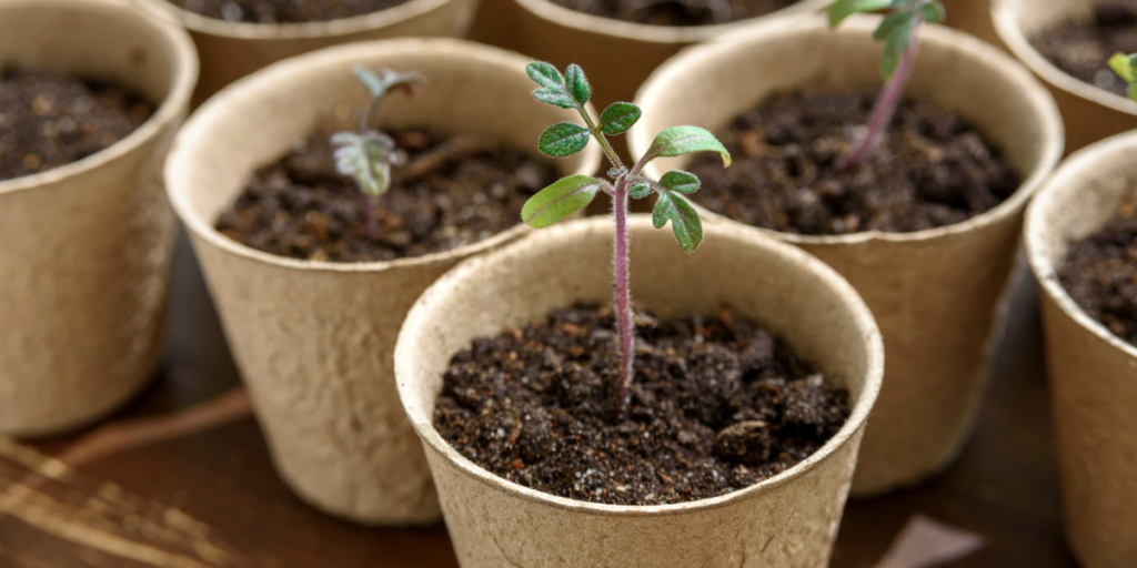 Rośliny w specjalnych doniczkach