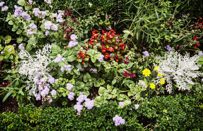 ogr&oacute;d z kolorowymi roślinami wielosezonowymi i sezonowymi 