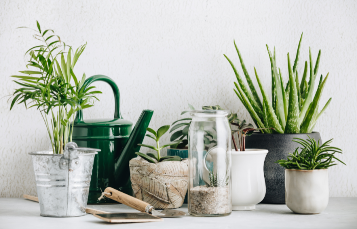 rośliny oczyszczające powietrze ustawione na komodzie wraz z innymi doniczkami