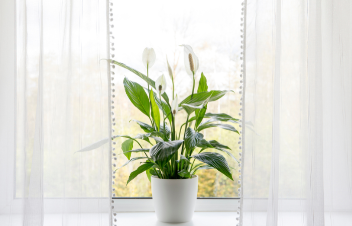 biała,spokojna lilia pokojowa ustawiona w białej doniczce na parapcie między białymi firankami