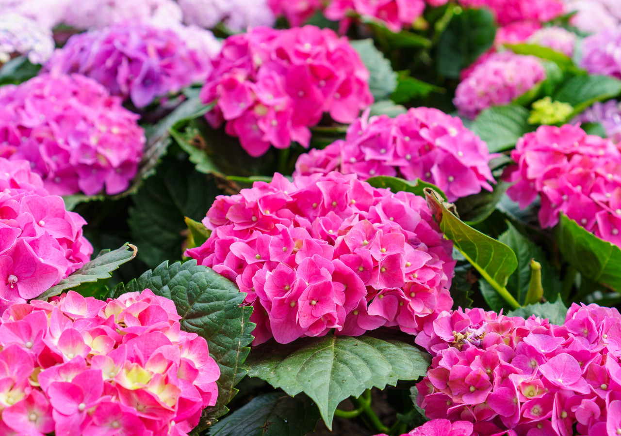 Różowe i fioletowe hortensje ogrodowe w pełnym rozkwicie, otoczone zielonymi liśćmi