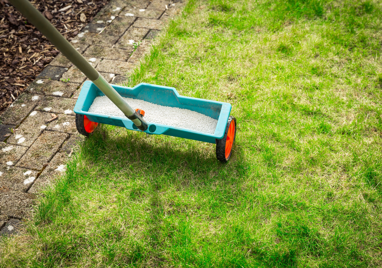 Rozsiewacz nawozu z białym granulatem używany na trawniku przy ogrodowej ścieżce z kostki