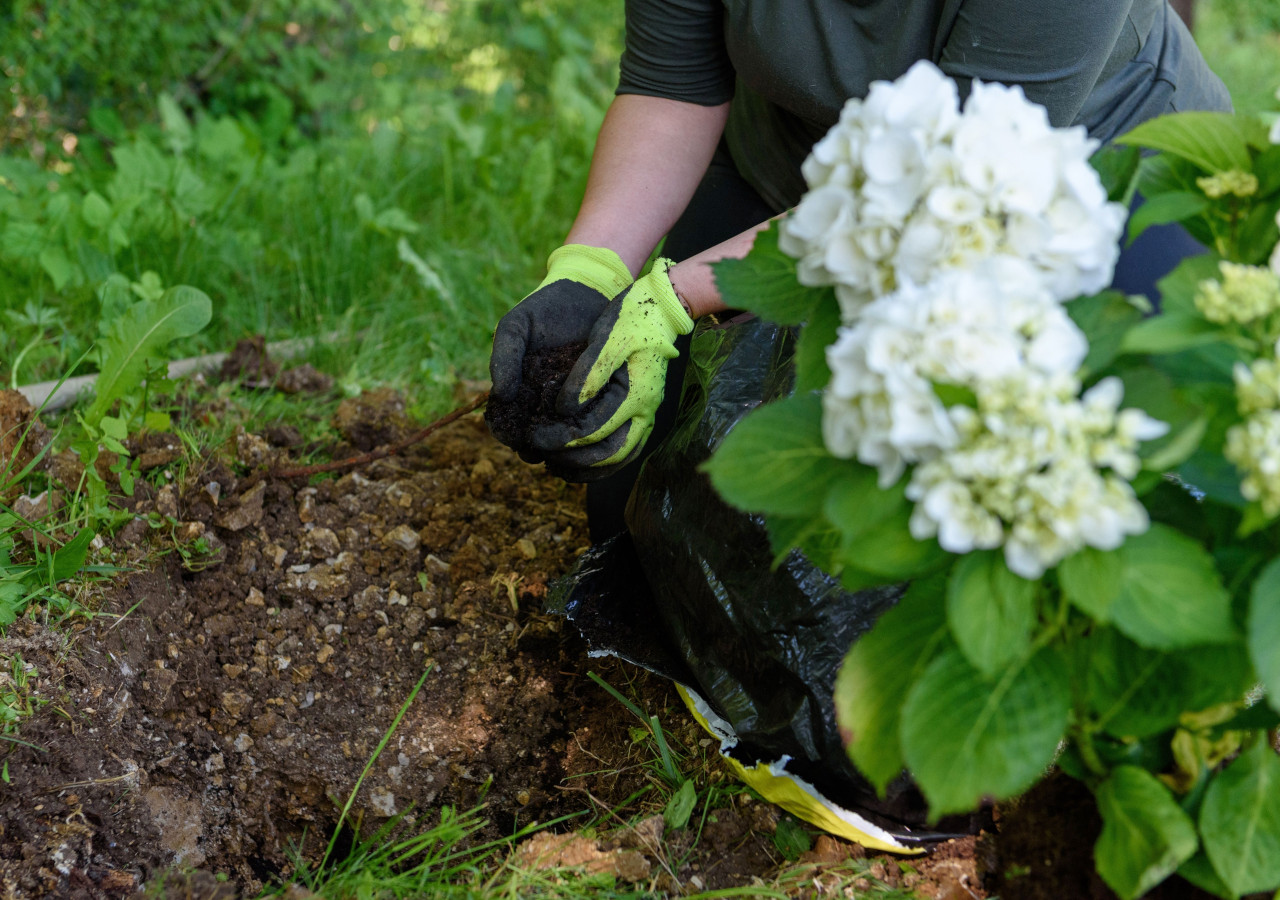 Sadzenie hortensji ogrodowej &ndash; przygotowanie dołka i ziemi pod krzew