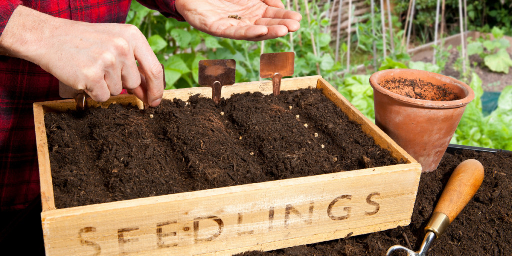 Mężczyzna sadzi rośliny w drewnianej małej skrzynce