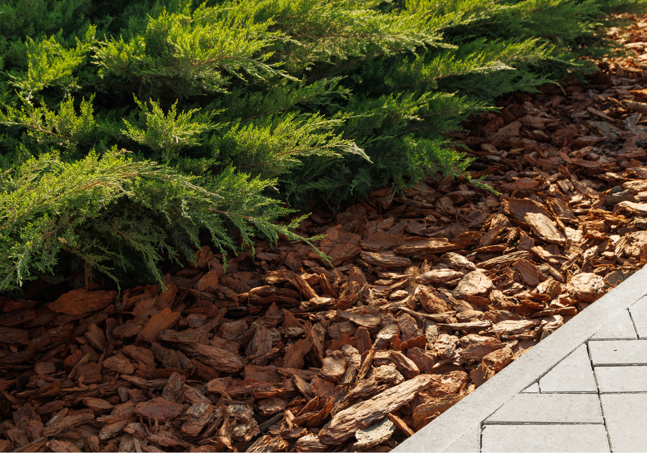 Ści&oacute;łkowanie rabaty ogrodowej korą sosnową pod iglakami przy ścieżce z kostki brukowej