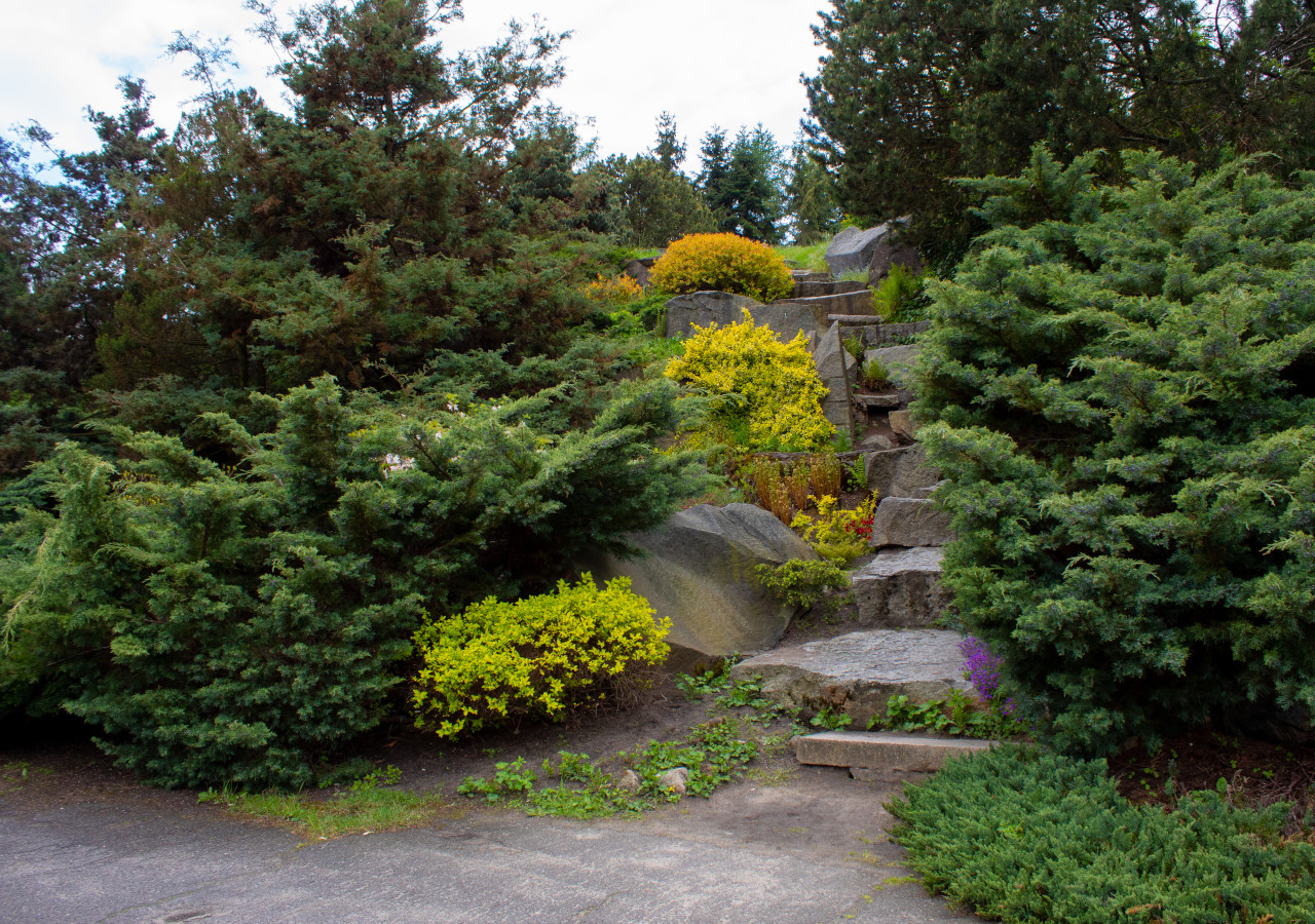 Kamienne schody prowadzące w g&oacute;rę ogrodowej skarpy, otoczone gęstymi krzewami iglastymi i kolorowymi bylinami w odcieniach zieleni, ż&oacute;łci i fioletu