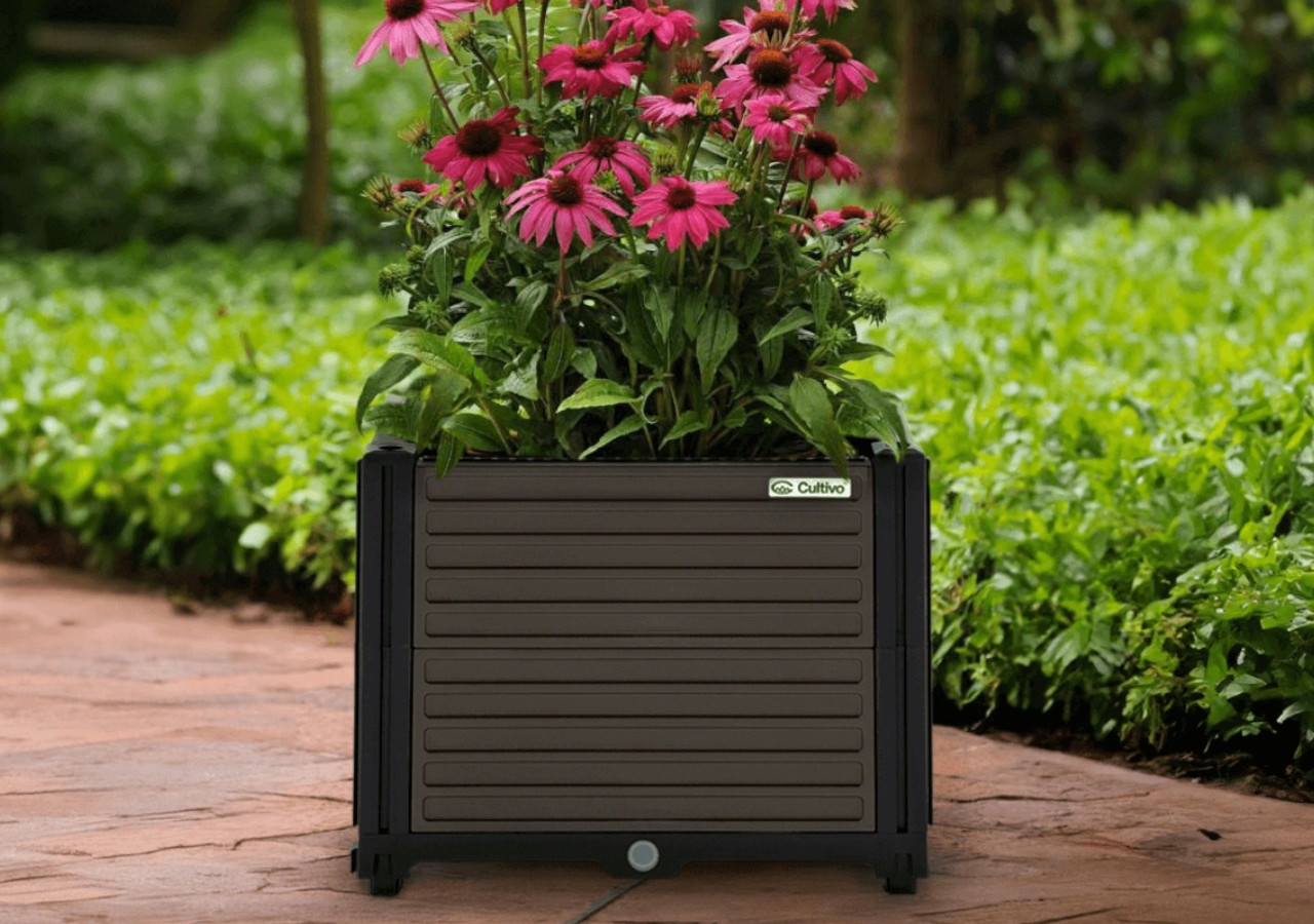 Kwitnące krzewy oleandra w ogrodzie &ndash; jeden obsypany r&oacute;żowymi, drugi czerwonymi kwiatami, rosnące w donicach na trawniku