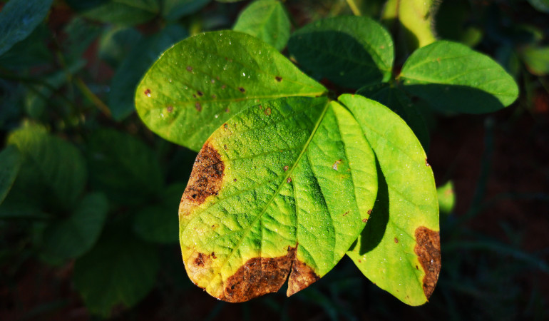 Stres rośliny widoczny na liściu