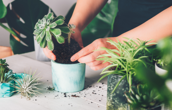 mezczyzna przesadzajacy sukulenty doniczkowe na inne podłoże 