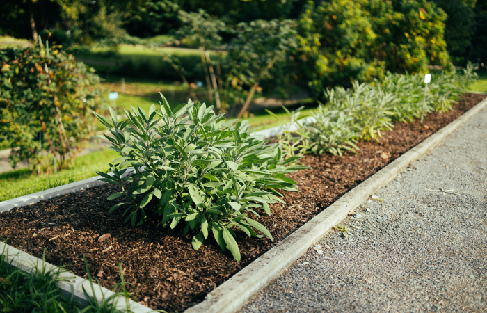 szałwia w ogrodzie posadzona na samodzielnej rabacie 
