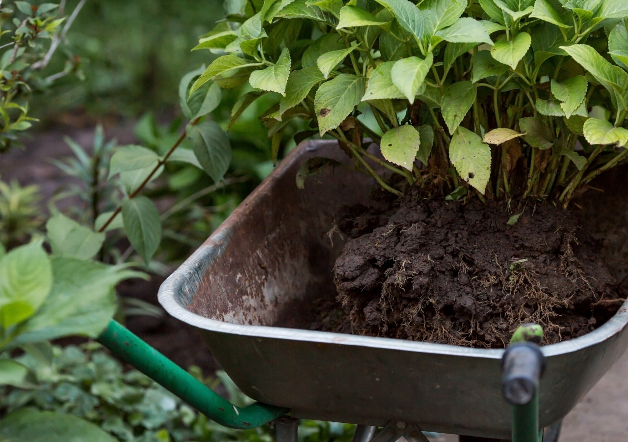 Taczka z hortensją wyjętą z ziemi, widoczna duża bryła korzeniowa pokryta ziemią.