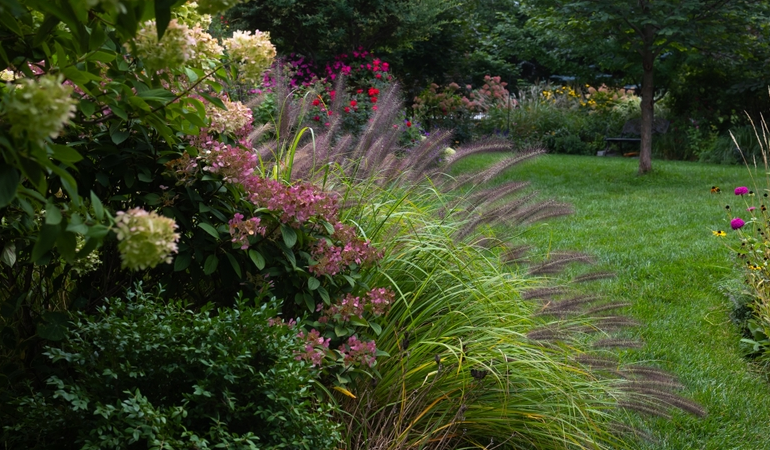Widok na kwiaty i rośliny w ogrodzie, wysokie, zielone trawy ozdobne 