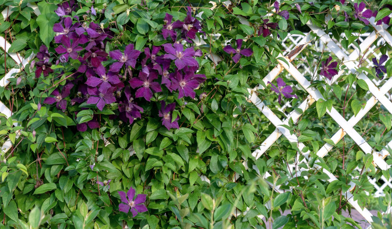 Trejaż biały owinięty fioletowymi kwiatami