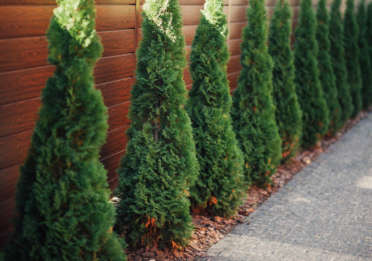 Zielone krzaki posadzone wzdłuż brązowego płotu 