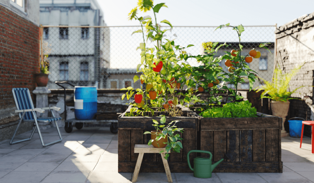 Uprawa pomidor&oacute;w w skrzyniach na dachu bloku w mieście