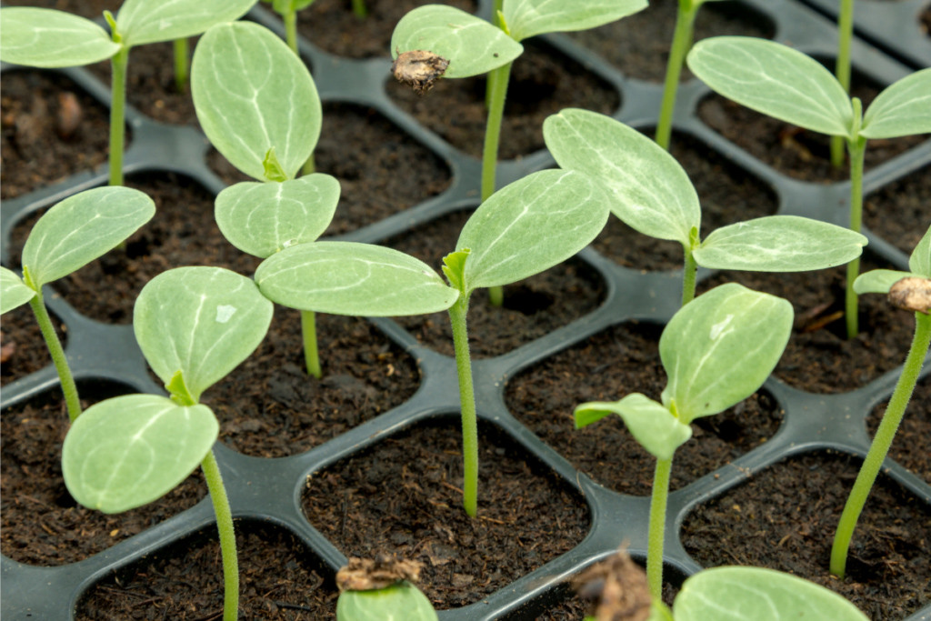 Sczepki arbuza w czarnym rozsadniku