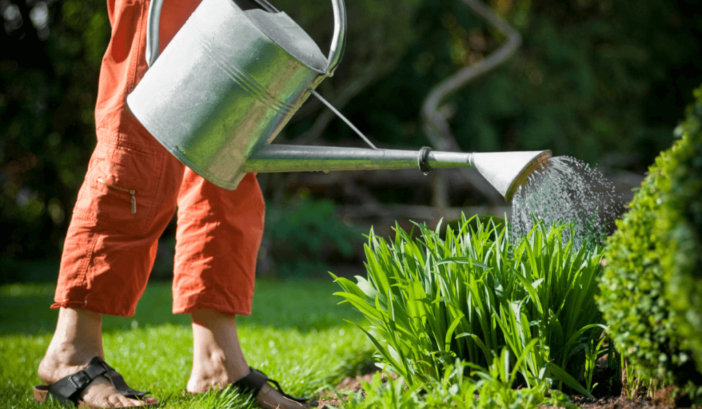 Człowiek podlewa rośliny z metalowej konewce