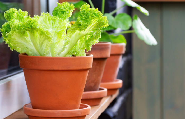 Gliniane doniczki ze świeżą zieloną sałatą oraz innymi roślinami i ziołami stoją na parapecie na balkonie, obok konewki i opryskiwacza do pielęgnacji roślin. ogrodnictwo domowe. ogr&oacute;d na parapecie