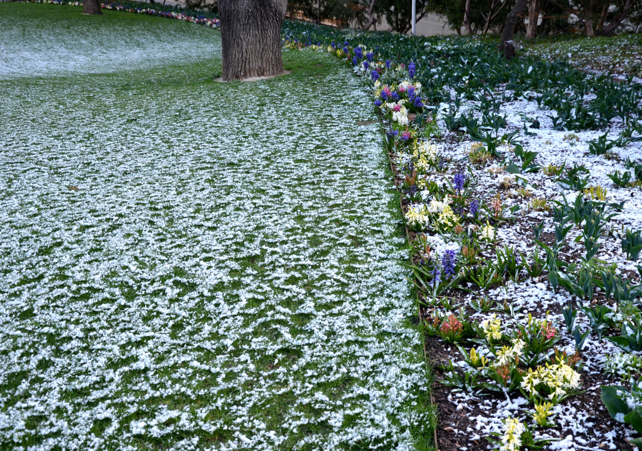 Wiosenny trawnik i rabata kwiatowa lekko opr&oacute;szone śniegiem, z drzewem pośrodku i kolorowymi kwiatami wyrastającymi mimo zimowej scenerii.