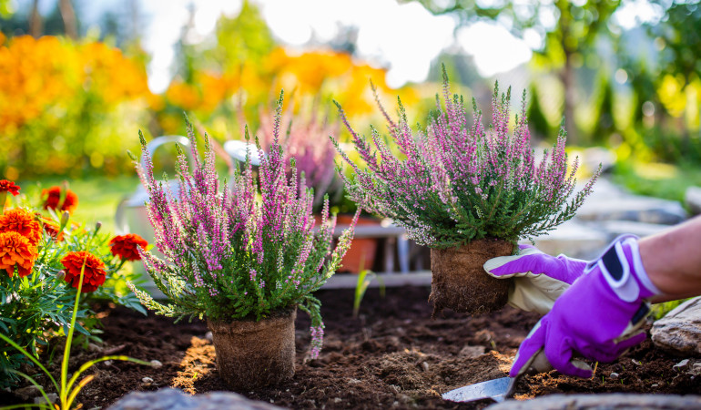 wsadzanie wrzos&oacute;w