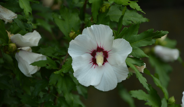 Hibiskus z białymi płatkami i czerwonym wnętrzem 