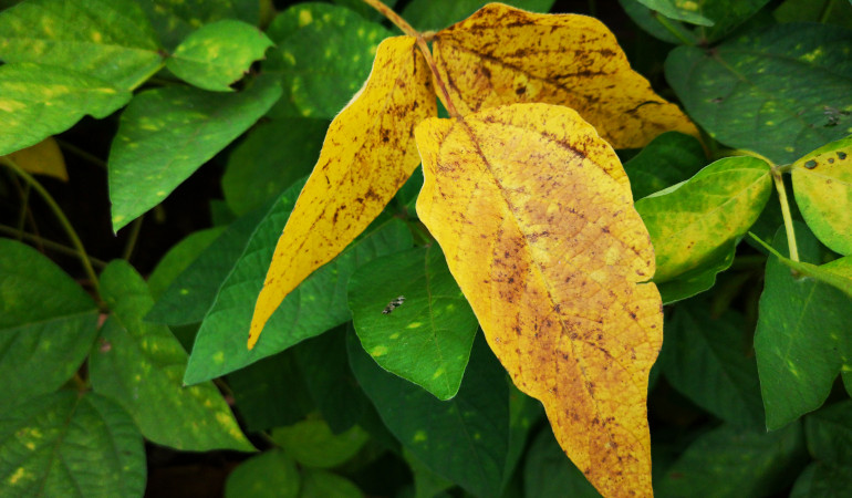 ż&oacute;łty liść przez stres